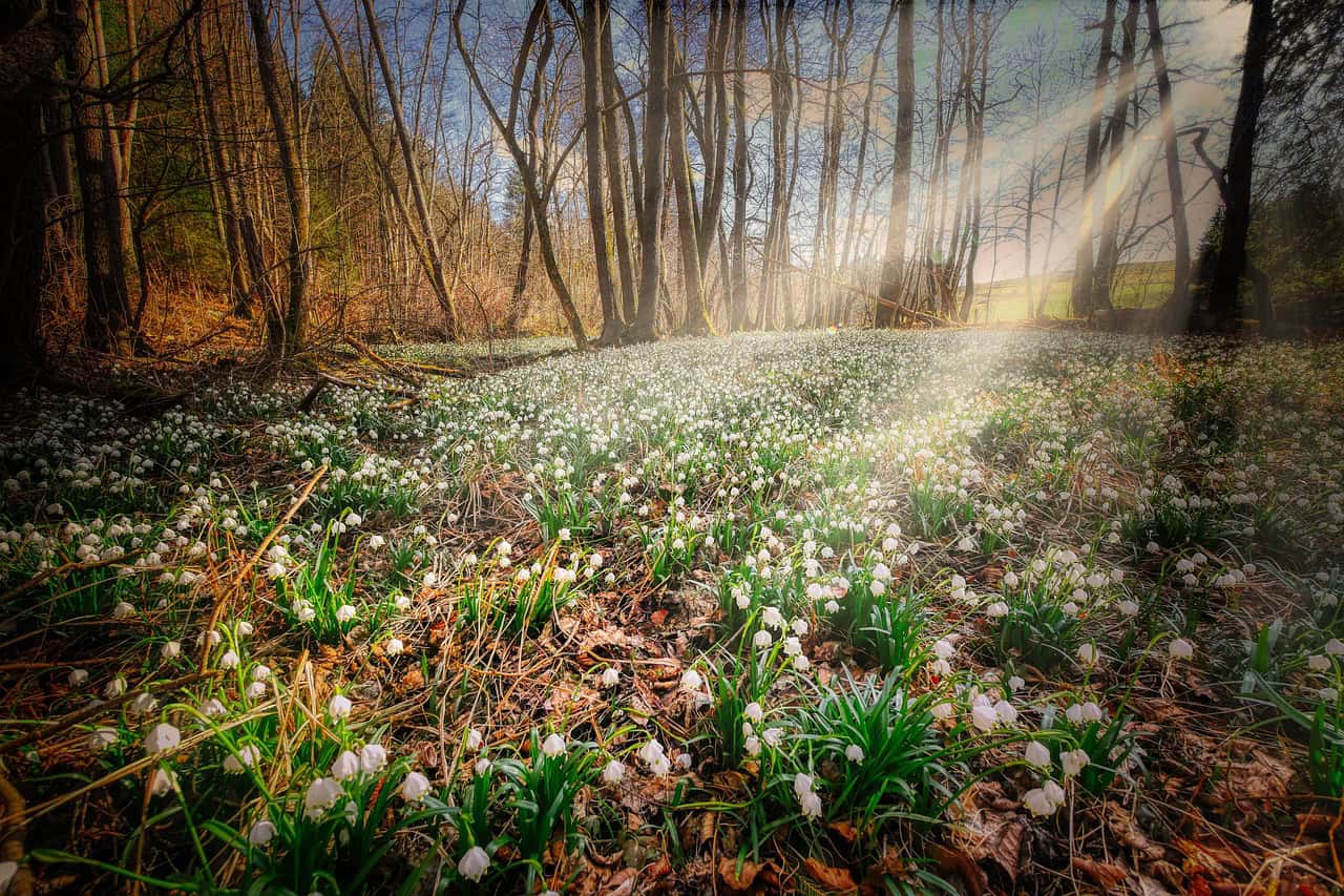 Frühlingserwachen und Neuorientierung 1 Forest Floor 4900024 1280